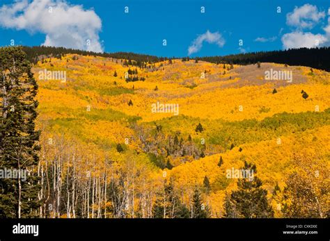 Aspen Trees fall colors Stock Photo - Alamy