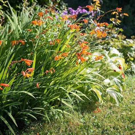 Montbretia Identification | Environet UK