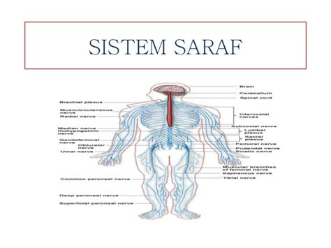 Gambar Sistem Saraf – cari