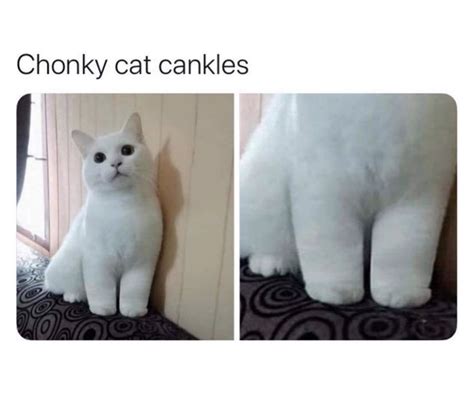 Chonky Cat Cankles - Meme - Shut Up And Take My Money