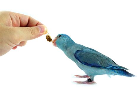 Tips for Training Parrots | Training a Parrot | Parrots | Guide | Omlet US