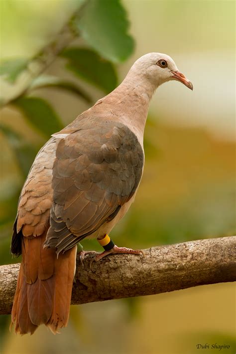 Pink Pigeon photo - Dubi Shapiro photos at pbase.com