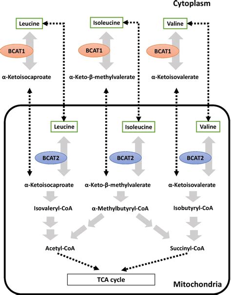 Schematic metabolic pathway of BCAAs in human. BCAAs (leucine,... | Download Scientific Diagram