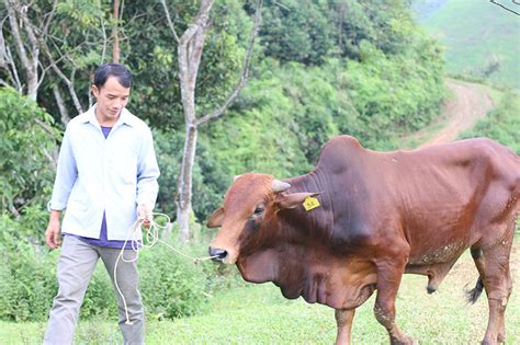 Cattle Farming Offers Income for Impoverished Families - Samaritan's Purse