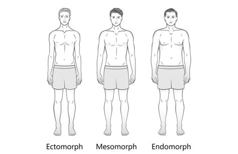 The Three Male Body Types: Ectomorph, Mesomorph, Endomorph