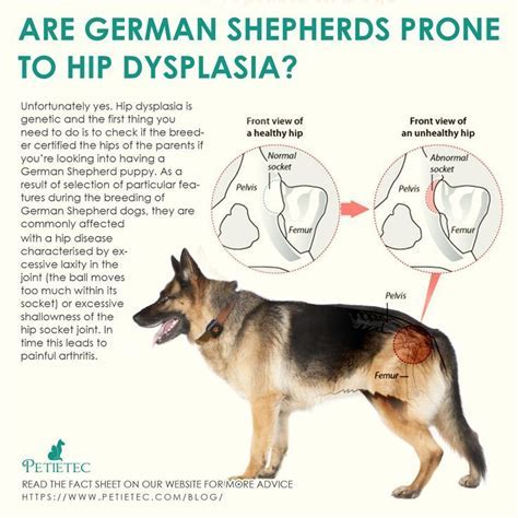 How To Help A German Shepherd With Hip Dysplasia