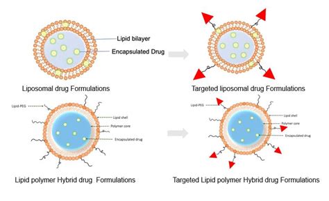 Nanocarriers for Cancer Drug Delivery | Saint John’s Cancer Institute