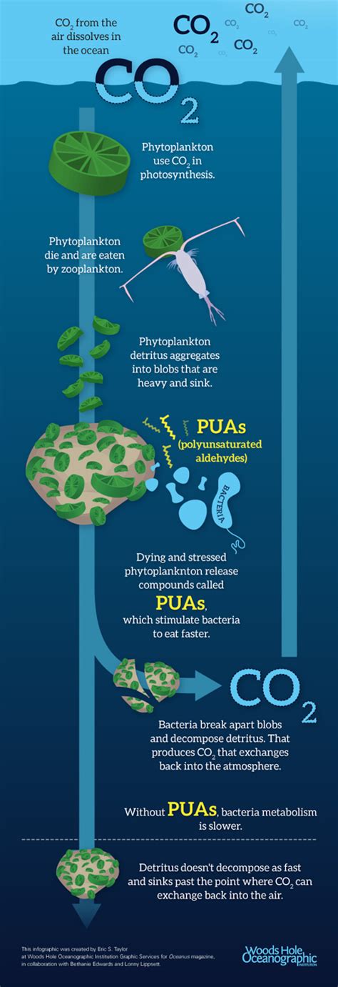 Two Degree or Not Two Degree?: Ocean Iron Fertilization: Is pumping iron the answer?