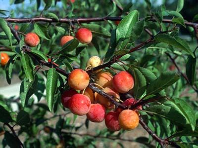 Chickasaw Plum - University of Florida, Institute of Food and ...