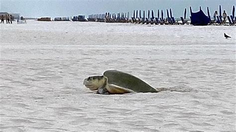 Rare Kemp's Ridley sea turtle nests on Pensacola Beach