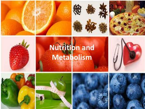 PPT - Nutrition and Metabolism PowerPoint Presentation, free download - ID:2288914