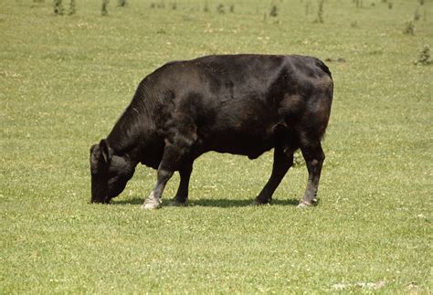 Angus | Grass-fed, Beef Quality, Marbling | Britannica