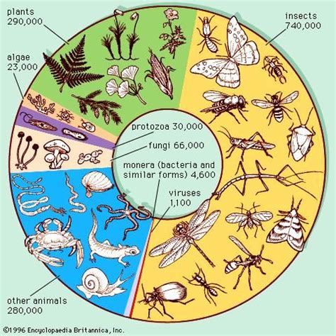 conservation | Definition, Examples, & Facts | Science biology, Earth ...