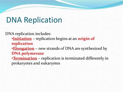 Dna replication in prokaryotes