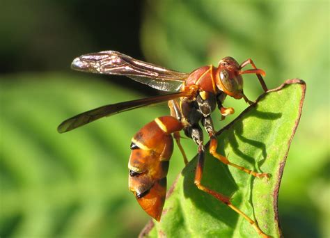 Polistes with Strepsiptera | Vero Beach FL 11/9/06 Examine t… | Flickr