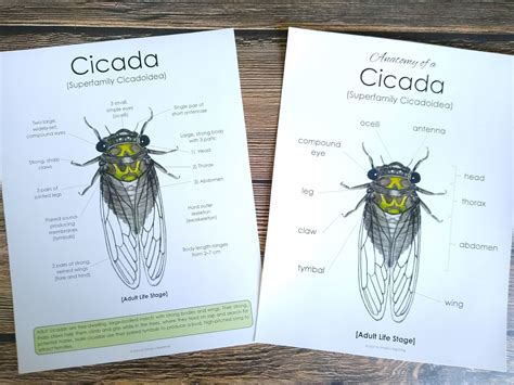 Cicada Anatomy Pack Homeschool Printable Nature Study | Etsy