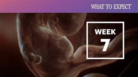 What Does A Miscarriage Look Like At 4 Weeks