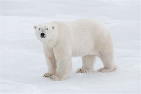 Polar Bear Biology and Genetics | Polar Bears International