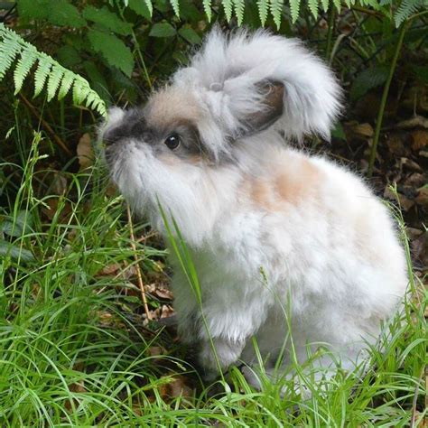 The Five Freedoms - UK National Angora Rabbit Club