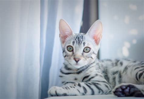 Silver Bengal Cat: Facts, Pictures, Origin & History | Hepper