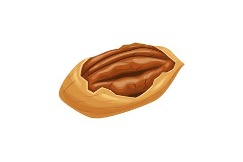 Pecan Nut Clip Art