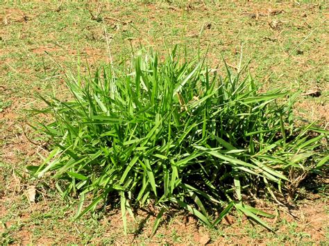 Signal grass (Brachiaria decumbens) | Feedipedia