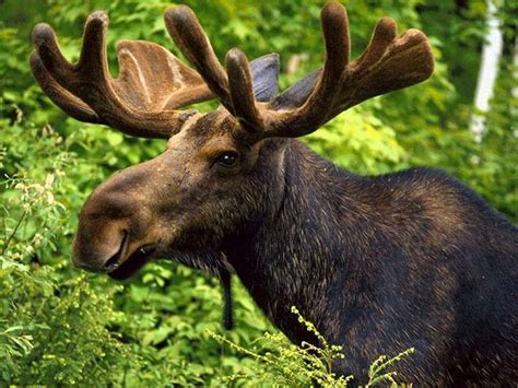 Moose wallpaper | 1024x768 | #3767