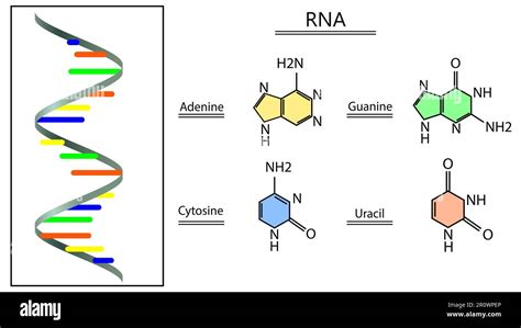 Poster showing RNA structure on white background. Illustration Stock ...