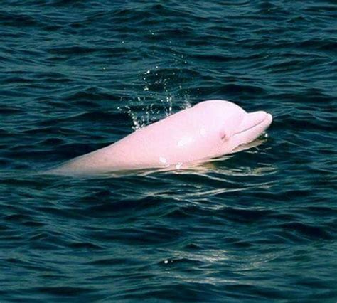 Pink Dolphin | Bottlenose dolphin, Albino dolphin, Dolphins