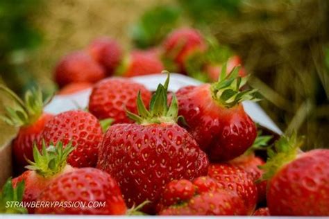 When Are Strawberries In Season?- Strawberry Passion