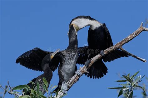 White-breasted Cormorant Phalacrocorax Lucidus Stock Image - Image of wildlife, africa: 249878305