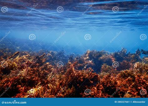 Seaweed, Seaweed Underwater, Seaweed Shallow Water Stock Image - Image ...