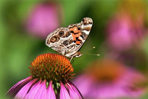 American Painted Lady Butterfly Photograph by Christina Rollo