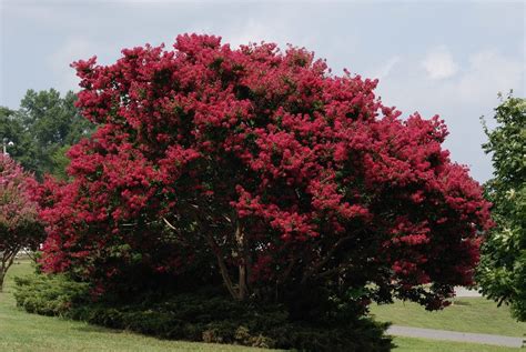 Common Flowering Trees For Zone 9 - Choosing Trees That Flower In Zone 9