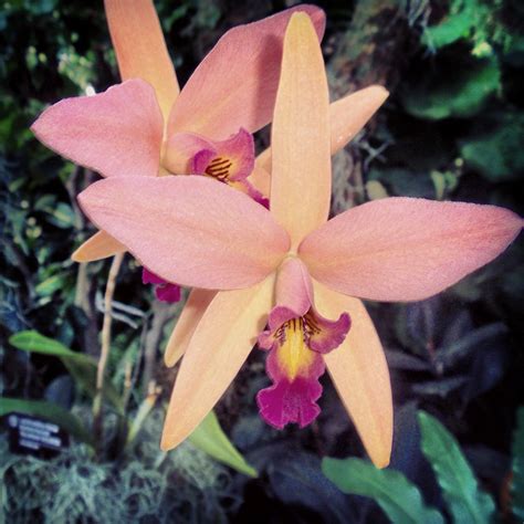 MoBot Orchid Show | Orchid show, Missouri botanical garden, Orchids