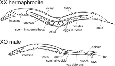 C. elegans and apoptosis | UVM Genetics & Genomics Wiki | FANDOM powered by Wikia