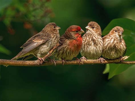 Beautiful Small Sparrow Bird HD wallpaper | Pxfuel