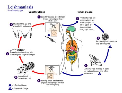 Leishmania Donovani Life Cycle