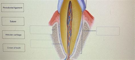 Solved Gomphosis Structure Label the parts of a gomphosis. | Chegg.com