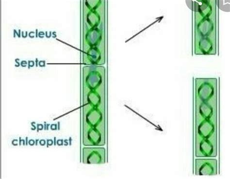 explain fragmentation with the help of a diagram - Brainly.in