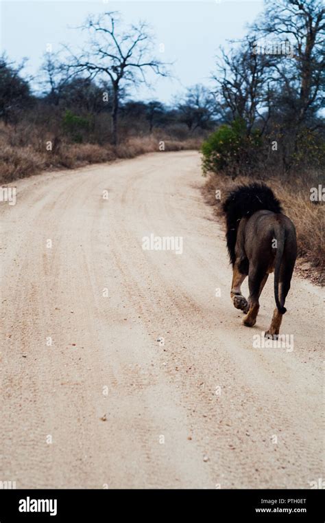 South Africa lion walking alone at dusk on savannah. Kapama private ...