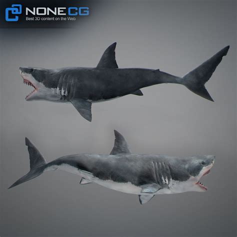 Animated Great White Shark | CGTrader