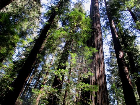 Journeys: Avenue of the Giants - Humboldt Redwoods State Park ...