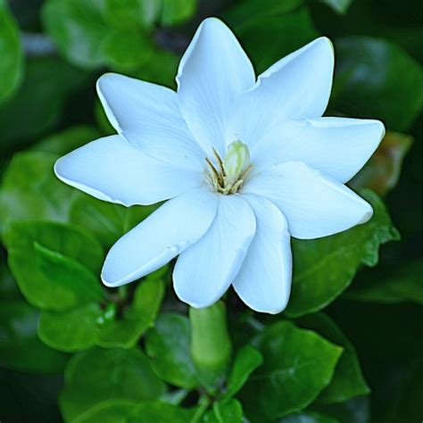 Gardenia thunbergia – Lifestyle Seeds