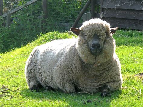 Weird sheep | Flickr - Photo Sharing!