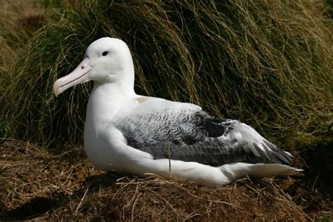 Antarctic Photo Library: Images of Antarctica | Endangered species project, Wild birds, Antarctica