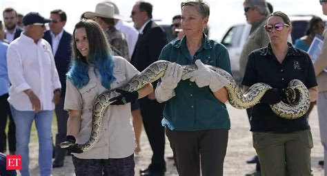 florida: Annual python removal challenge 2022: Hundreds of snake ...