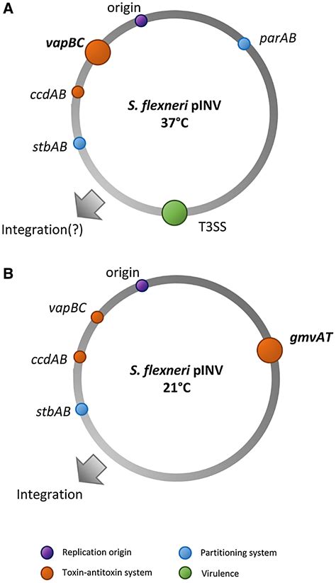 Maintenance of the virulence plasmid in Shigella flexneri is influenced by Lon and two ...