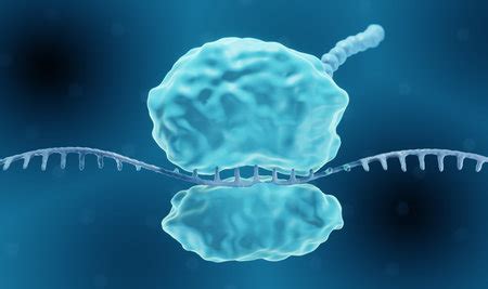 Síntesis de proteínas en los ribosomas libres - Homo medicus