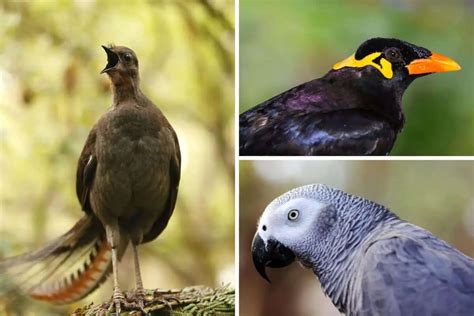 Bird Mimicry: Nature's Imitators - Nature Roamer